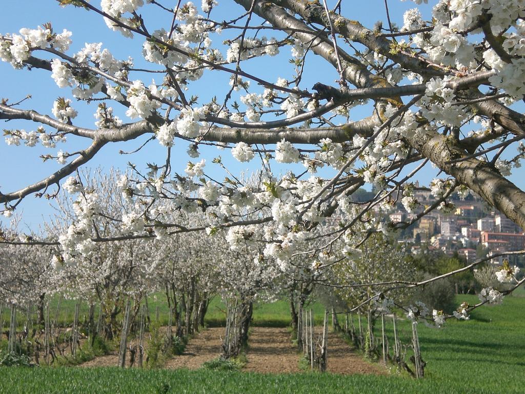 I Ciliegi Bed & Breakfast Osimo Bagian luar foto