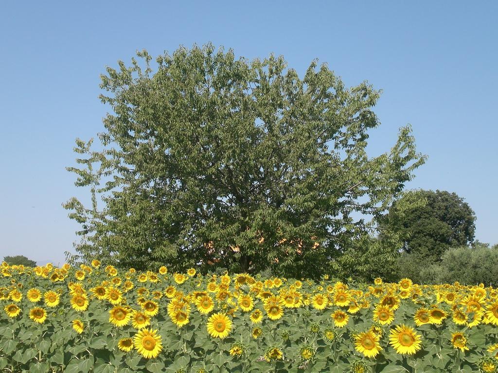 I Ciliegi Bed & Breakfast Osimo Bagian luar foto