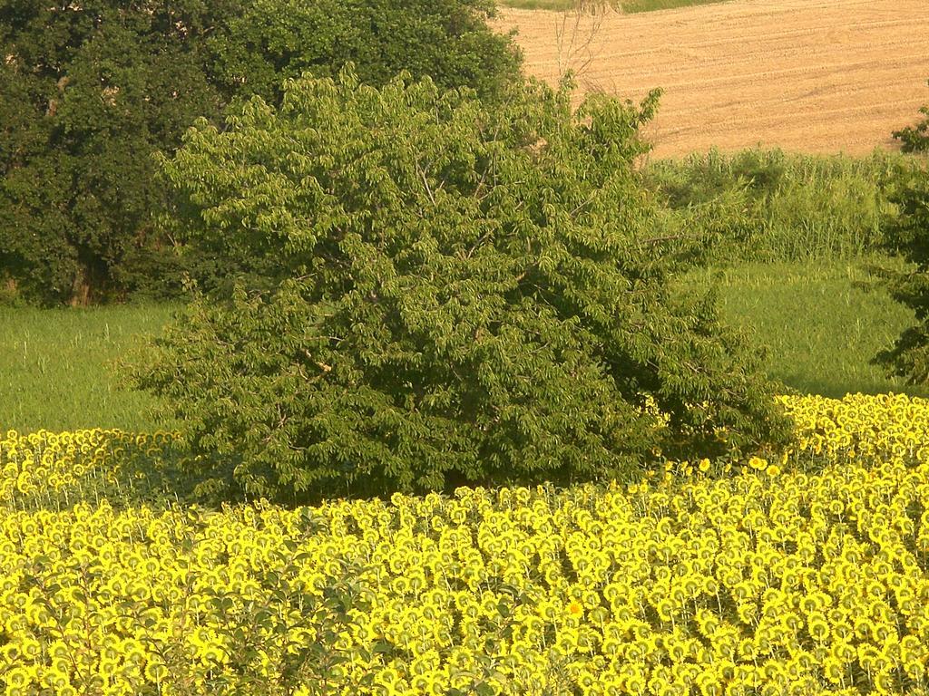 I Ciliegi Bed & Breakfast Osimo Bagian luar foto