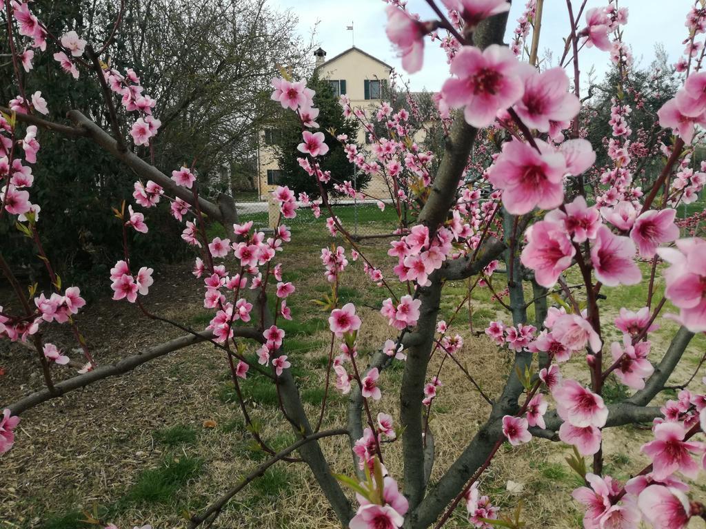 I Ciliegi Bed & Breakfast Osimo Bagian luar foto