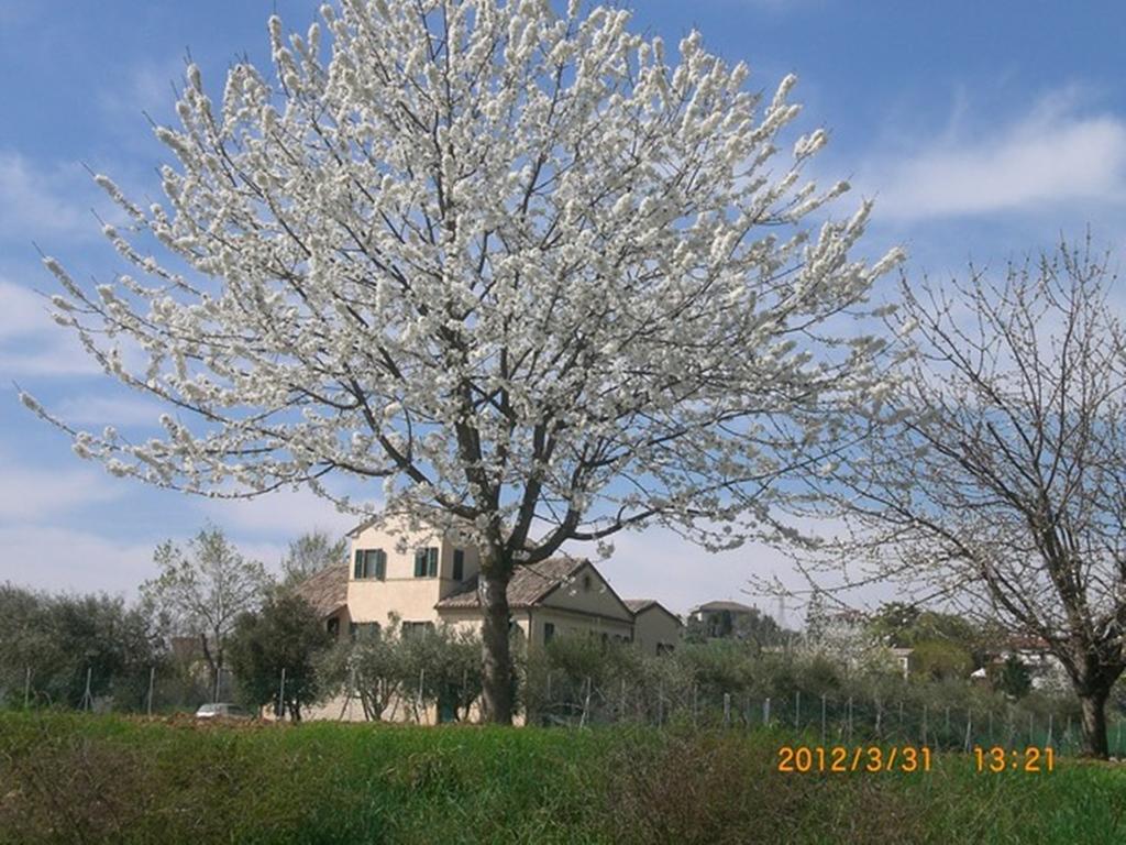 I Ciliegi Bed & Breakfast Osimo Bagian luar foto